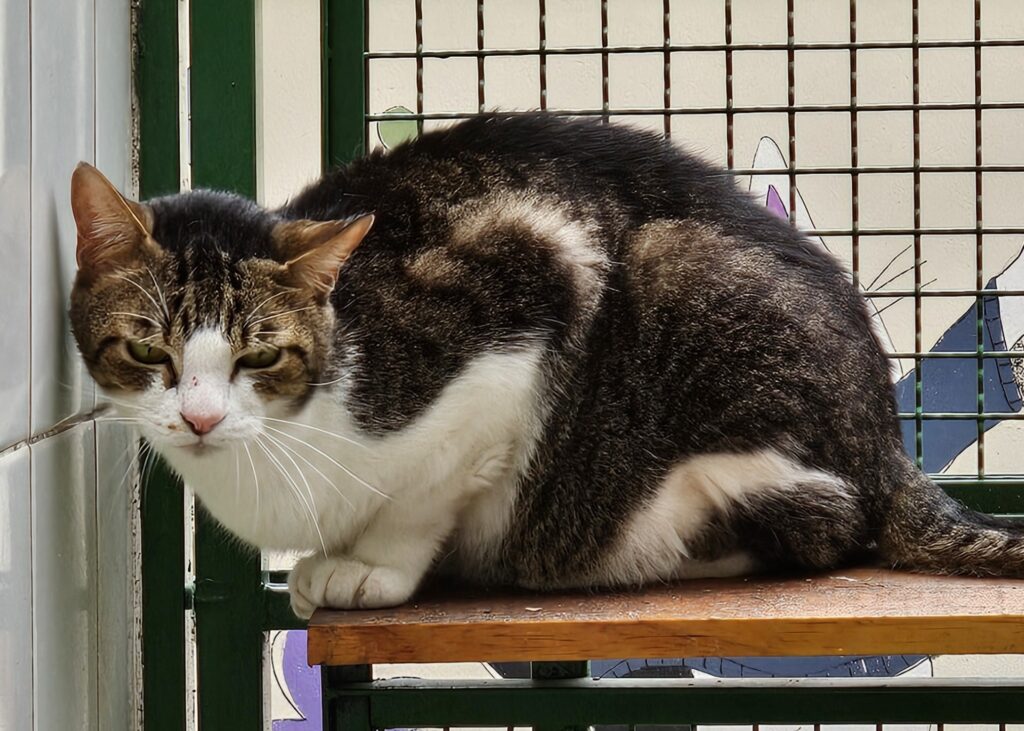 Cães e gatos disponíveis para adoção no Centro Municipal de Adoção de São Paulo